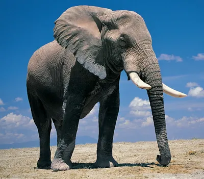 Африканские слоны - удивительные животные Африки | Животный мир | Дзен