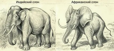 Браконьеры убили самого большого и старого слона Африки