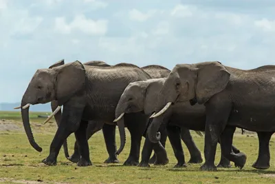 Африканские слоны 2023 - 4*, стоимость тура - WildTrek Safaris
