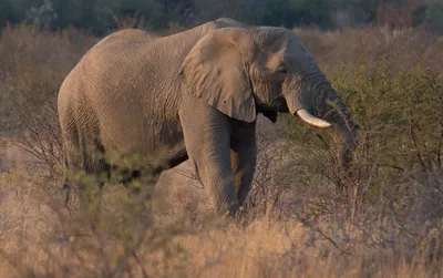Тайна гибели сотен африканских слонов наконец-то разгадана - Техно