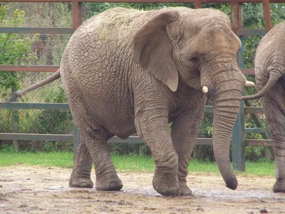 Африканский слон | zoo-ekzo.ru - Экзотические животные