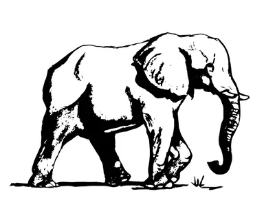 Голова слона иллюстрация штока. иллюстрации насчитывающей слон - 92218925