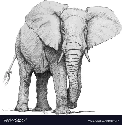 рисунок слон для раскрашивания контурного рисунка вектор PNG , рисунок слона,  рисунок крыла, рисунок кольца PNG картинки и пнг рисунок для бесплатной  загрузки