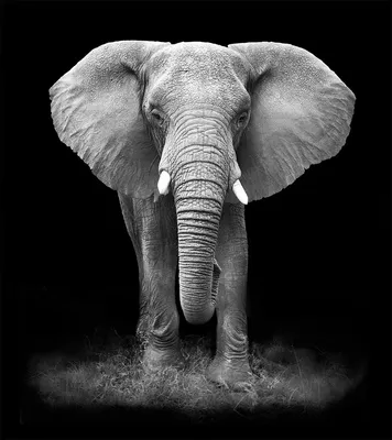 Рисунок слона с плоским лицом и плоским носом | Премиум Фото