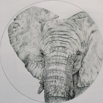 Рисунок слона и дерева со словами \"бивни\" на нем | Премиум Фото