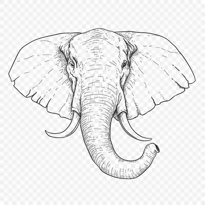 Хобот слона рисунок - 57 фото