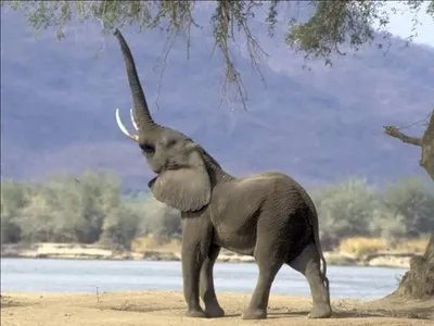 Фото слона с поднятым хоботом 