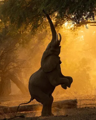 Слон с поднятым хоботом, Африка, …» — создано в Шедевруме