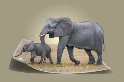 Африканский слон с поднятым хоботом Стоковое Фото - изображение  насчитывающей бивни, уши: 116836688