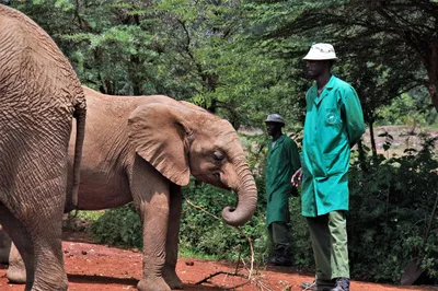 В Кении слонят-сирот кормят козьим молоком — Новости мира сегодня  NTDНовости мира сегодня NTD