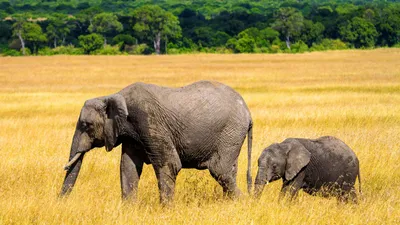 Маленькие слоники резвятся на водопое…» — создано в Шедевруме
