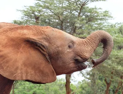 Редкие близнецы африканских слонов родились в заповеднике Кении - РИА  Новости, 19.01.2022