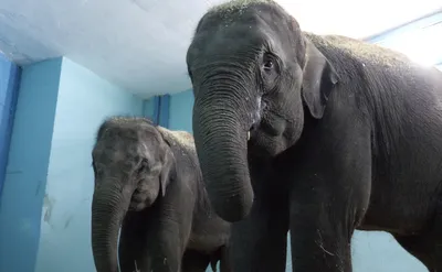 70 очаровательных слонят, которые подарят вам улыбку | Elephant day, Baby  animals funny, Cute baby animals