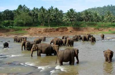 Слонята невероятно похожи на детей | Baby elephants playing, Funny animals,  Cute baby animals