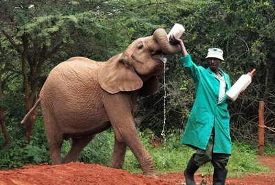 Слонята-сироты легче переживают потерю матери в обществе сверстников