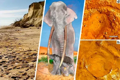 35 Beautiful Pictures of Baby Elephant | Elephant, Baby elephant pictures,  Elephant pictures