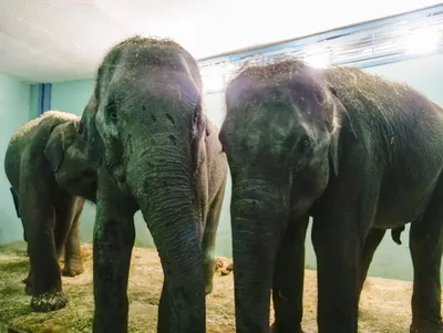 Pinnawala Elephant Orphanage питомник для раненных слонов и осиротевших  слонят . . . . #pinawellaelephantorphanage #srilankatravel… | Instagram