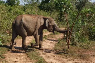 Отзыв о посещении приюта слонов Elephant Orphanage в Пиннавела