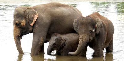 Слонята-сироты легче переживают потерю матери в обществе сверстников