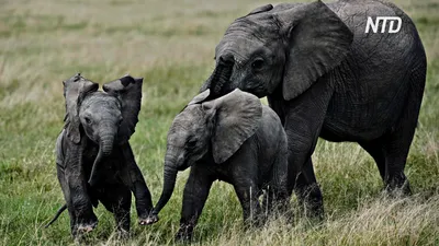 Где увидеть слонов на Шри-Ланке? - Mama Asia