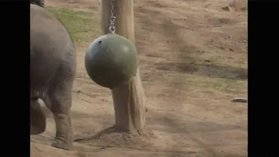 В кенийском заповеднике Амбосели родилось рекордное число слонят за год —  Новости мира сегодня NTDНовости мира сегодня NTD