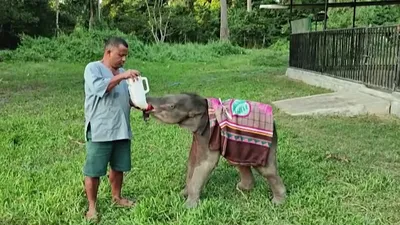 На Шри-Ланке деревенские жители спасли слонят, упавших в яму - РИА Новости,  09.05.2019