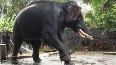 Как в Индии слонят спасают от холодов — Новости мира сегодня NTDНовости  мира сегодня NTD