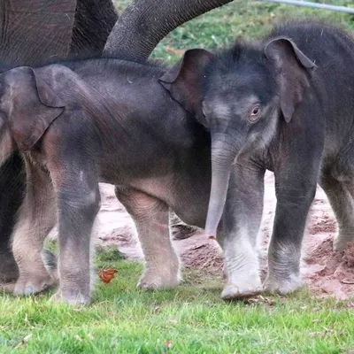 10 чудных фото слонят, которые заставят вас улыбаться до ушей