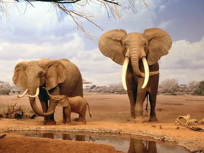 Семья слонов. Обои с животными, картинки, фото 1600x1200