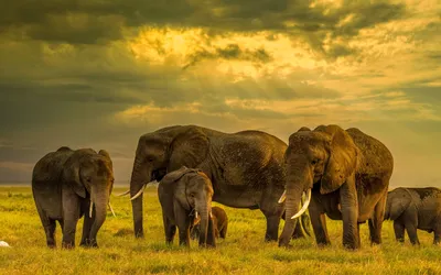 Обои на монитор | Животные | стадо слонов, семья слонов, вечер, закат,  Африка