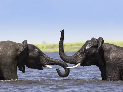 Слоны в реке - обои для рабочего стола