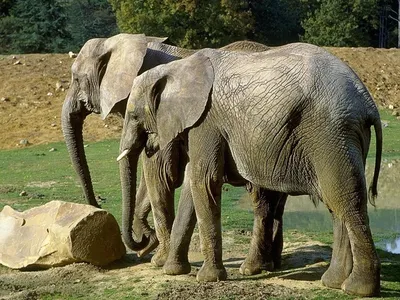 Слоны защищают слоненка - обои для рабочего стола, картинки, фото