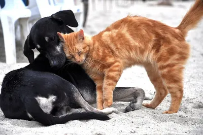 Кошки и собаки: что общего между этими домашними животными | Три КОШмарика  и их друзья | Дзен