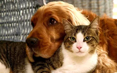 Топ-5 видео о сложных, но смешных взаимоотношениях кошек и собак