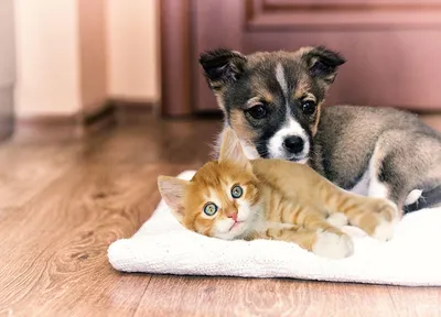 Вирусные инфекции собак и кошек | Доктор ВЕТ