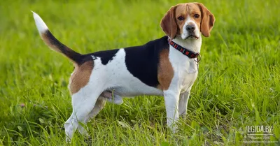 грустинка ! щенок бигля | Beagle puppy, English bulldog puppies, Cute  beagles