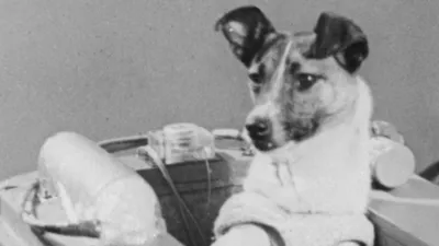 Чучела первых собак-космонавтов можно увидеть в музее на ВВЦ.