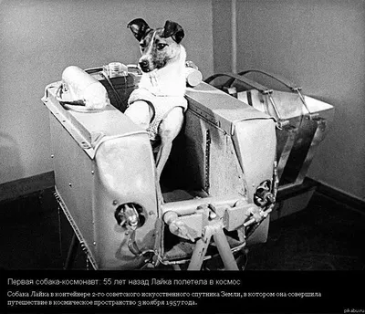 Собака космонавт» — создано в Шедевруме