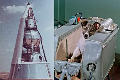 Никто не планировал возвращать их на Землю»: редкие фото советских собак- космонавтов | Кинолог Александр Смирнов | Дзен
