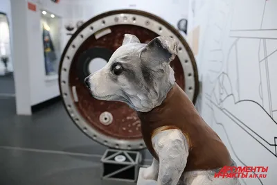 Лайка в космосе: как первую собаку отправили в космос без возможности  вернуться