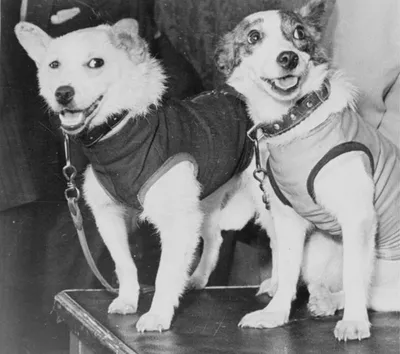 История Белки и Стрелки - первых собак-космонавтов | Собаки |  Dogsacademy.ru | Дзен