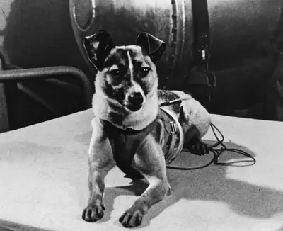 Собака-космонавт в космосе, много …» — создано в Шедевруме