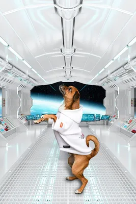 Белка и Стрелка были далеко не едиснтвенными собаками в космосе, но первые  вернулись живыми. Как готовили собак-космонавтов? | Аргументы и факты -  Хабаровск | Дзен
