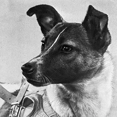 Все 48 \"космических\" собак из СССР | Мифы и тайны истории | Дзен