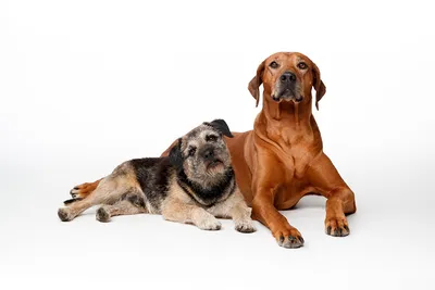 Обои собака, лабрадор, взгляд, морда, грусть картинки на рабочий стол, фото  скачать бесплатно