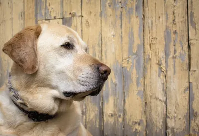 Обои \"Собака\" на рабочий стол, скачать бесплатно лучшие картинки Собака на  заставку ПК (компьютера) | mob.org