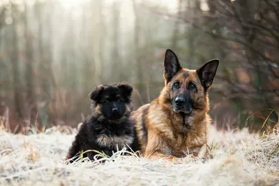 Немецкая овчарка - описание породы собак: характер, особенности поведения,  размер, отзывы и фото - Питомцы Mail.ru