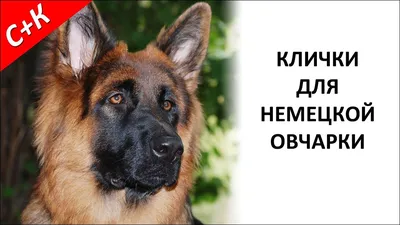 Собачий раритет: турецкие овчарки, которых вам не продадут - 02.11.2023,  Sputnik Азербайджан