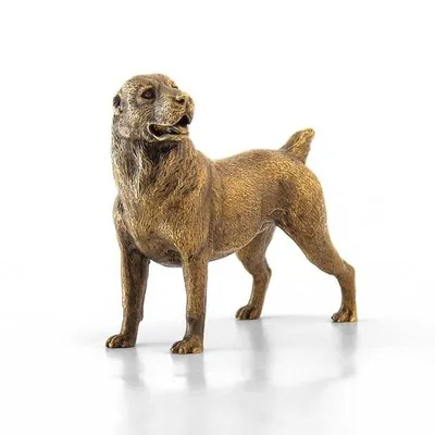Тазы (порода собак) — Википедия