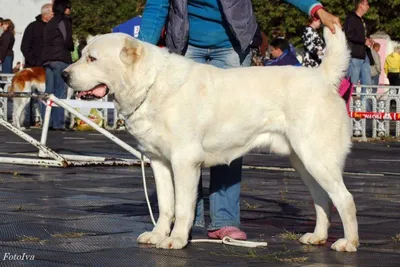 Алабай — описание породы собаки от А до Я